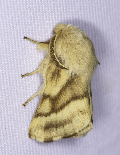 Malacosoma castrensis - kutyatejszövő