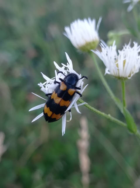 Mylabris variabilis - szalagos hólyaghúzó Mylabris variabilis - szalagos hólyaghúzó