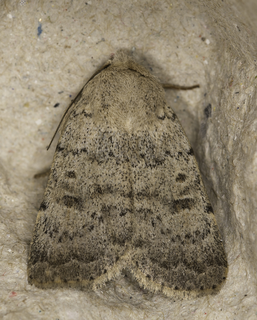 Hoplodrina respersa - bogáncs-selymesbagoly