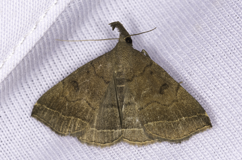 Pechipogo plumigeralis - tollascsápú karcsúbagoly