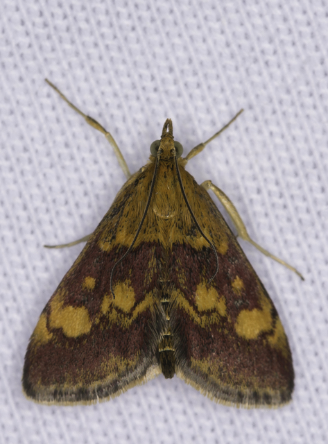 Pyrausta aurata - aranyló bíbormoly