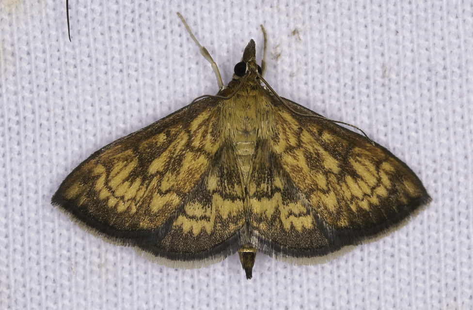 Ecpyrrhorrhoe rubiginalis - rozsdavörös tűzmoly