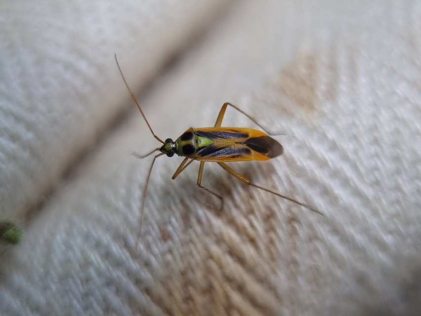 Stenotus binotatus - kétfoltos mezeipoloska