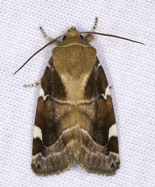 Cosmia diffinis - szilfa-lombbagoly