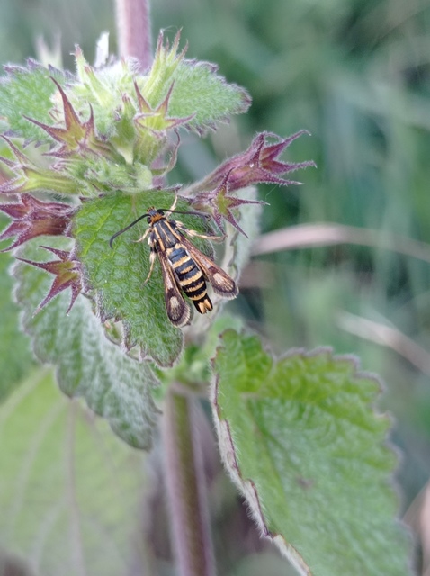 Sesiidae - szitkárfélék