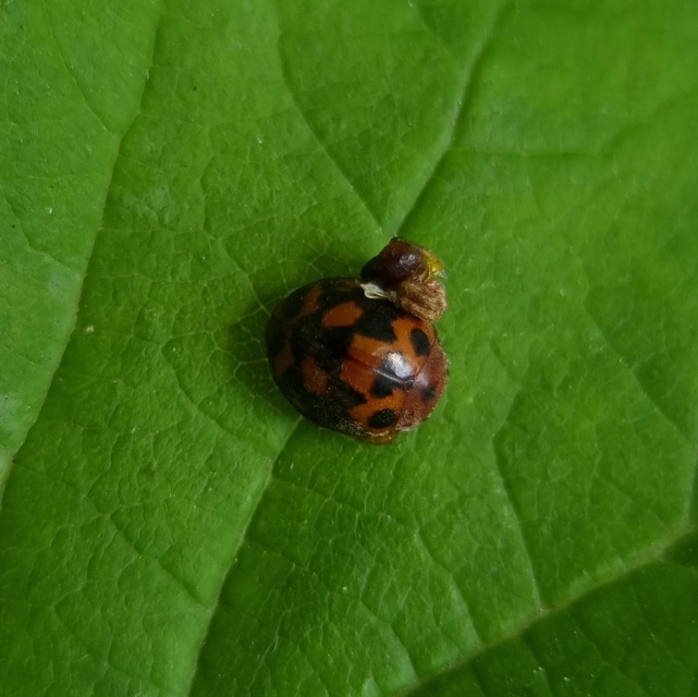 Subcoccinella vigintiquatuorpunctata - lucernaböde