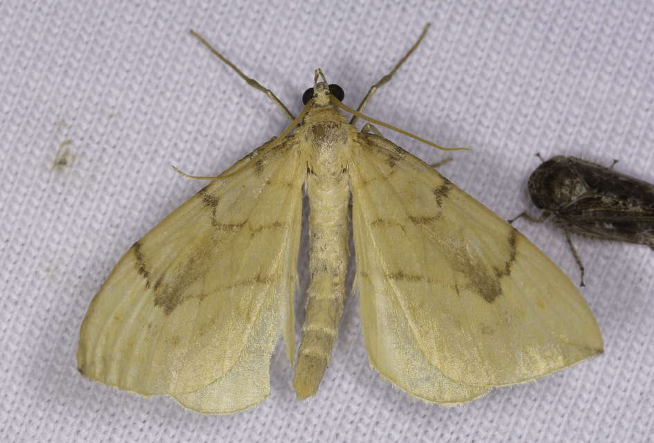 Eulithis pyraliata - sárga galajaraszoló