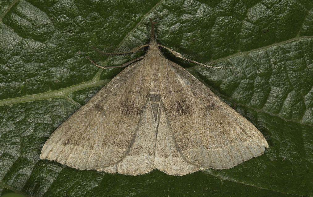 Pechipogo plumigeralis - tollascsápú karcsúbagoly