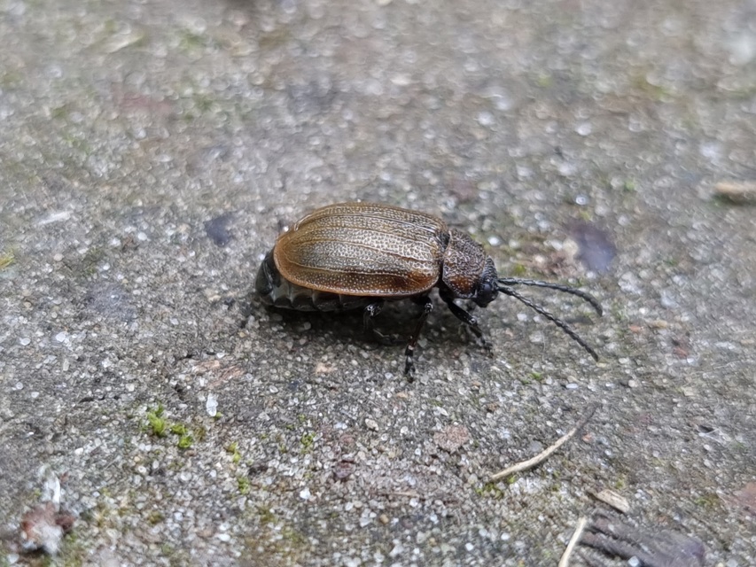 Galeruca pomonae - barna olajosbogár