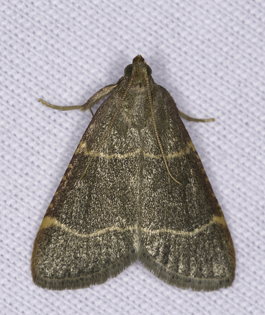 Hypsopygia glaucinalis - rezes fényilonca