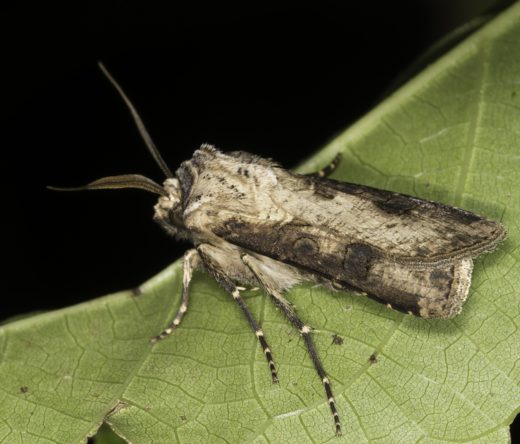 Agrotis clavis - zömök földibagoly