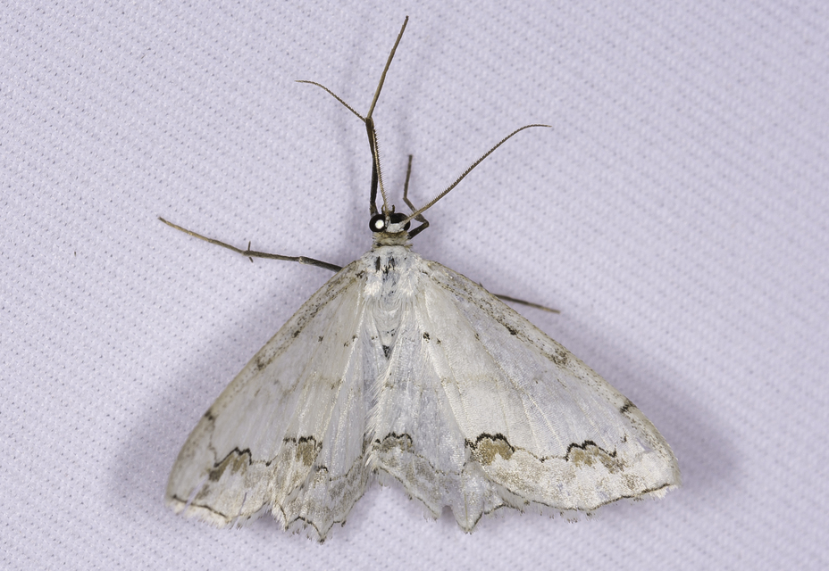 Scopula ornata - díszes fehéraraszoló