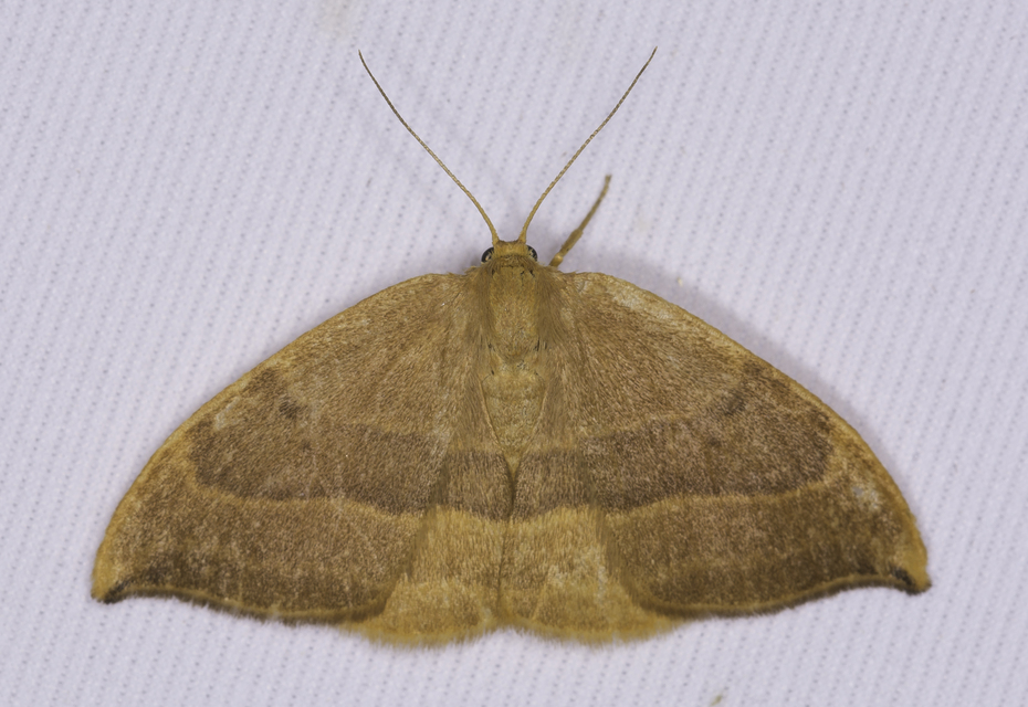Watsonalla cultraria - bükkfa-sarlósszövő
