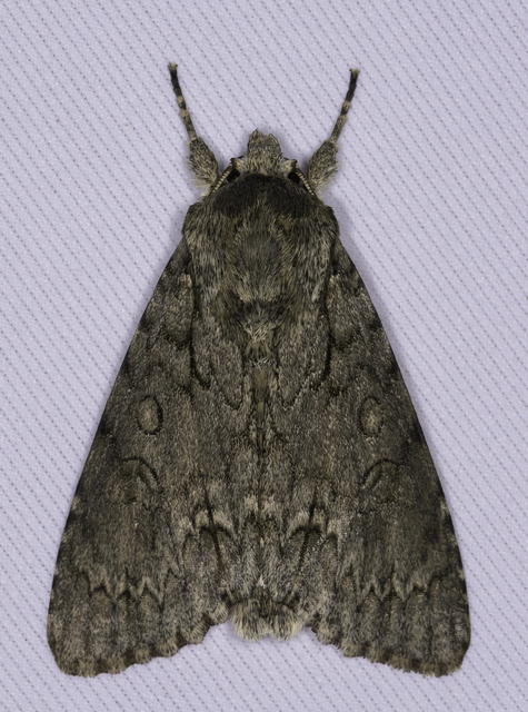 Acronicta aceris - vadgesztenye-szigonyosbagoly