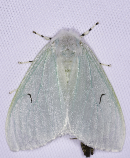 Arctornis l-nigrum - L-betűs gyapjaslepke