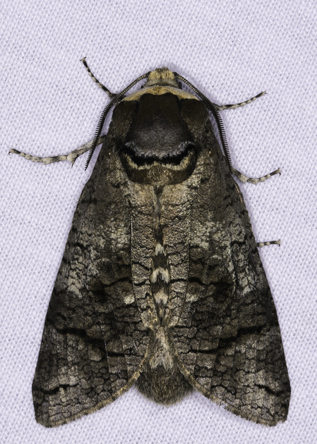 Cossus cossus - fűzfarontólepke