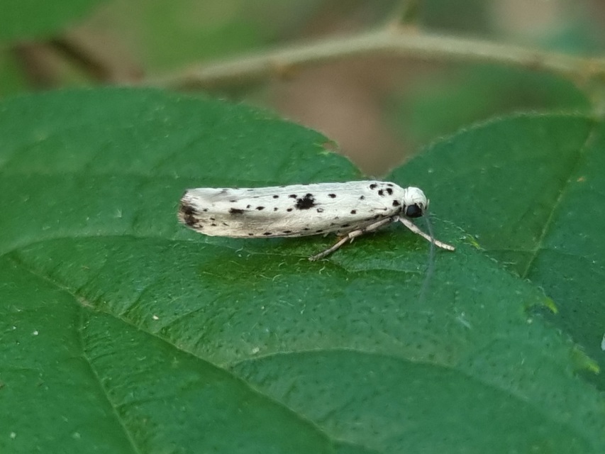 Yponomeuta plumbella - pókhálós bengemoly