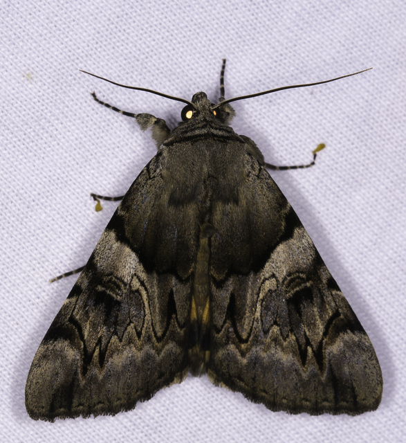 Catocala fulminea - galagonya-övesbagoly