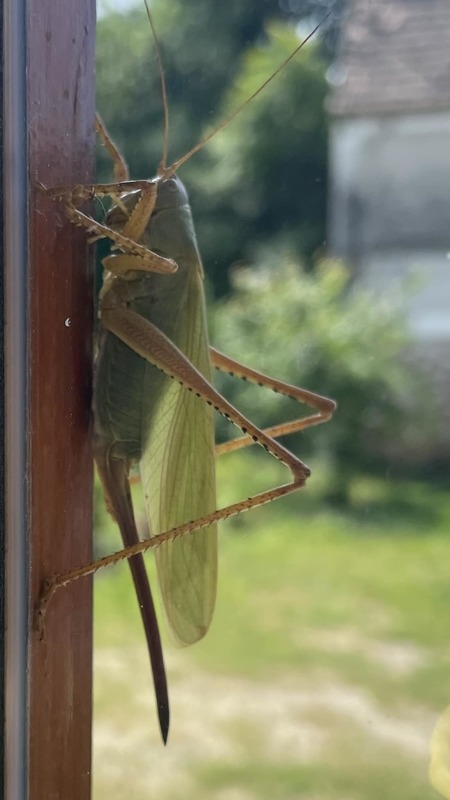 Tettigonia caudata - farkos lombszöcske