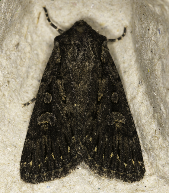 Dichagyris nigrescens - sötét földibagoly