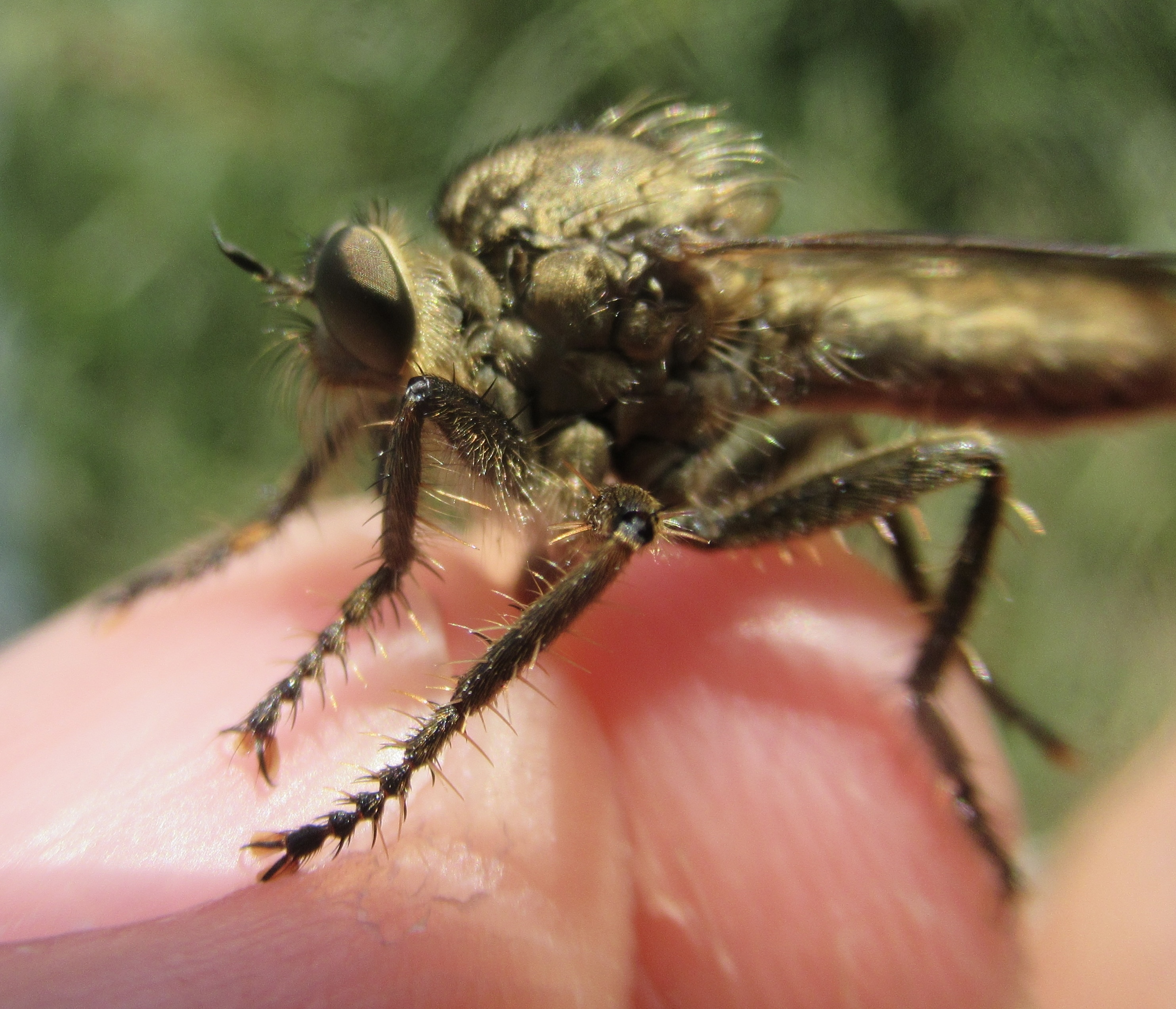 Machimus rusticus