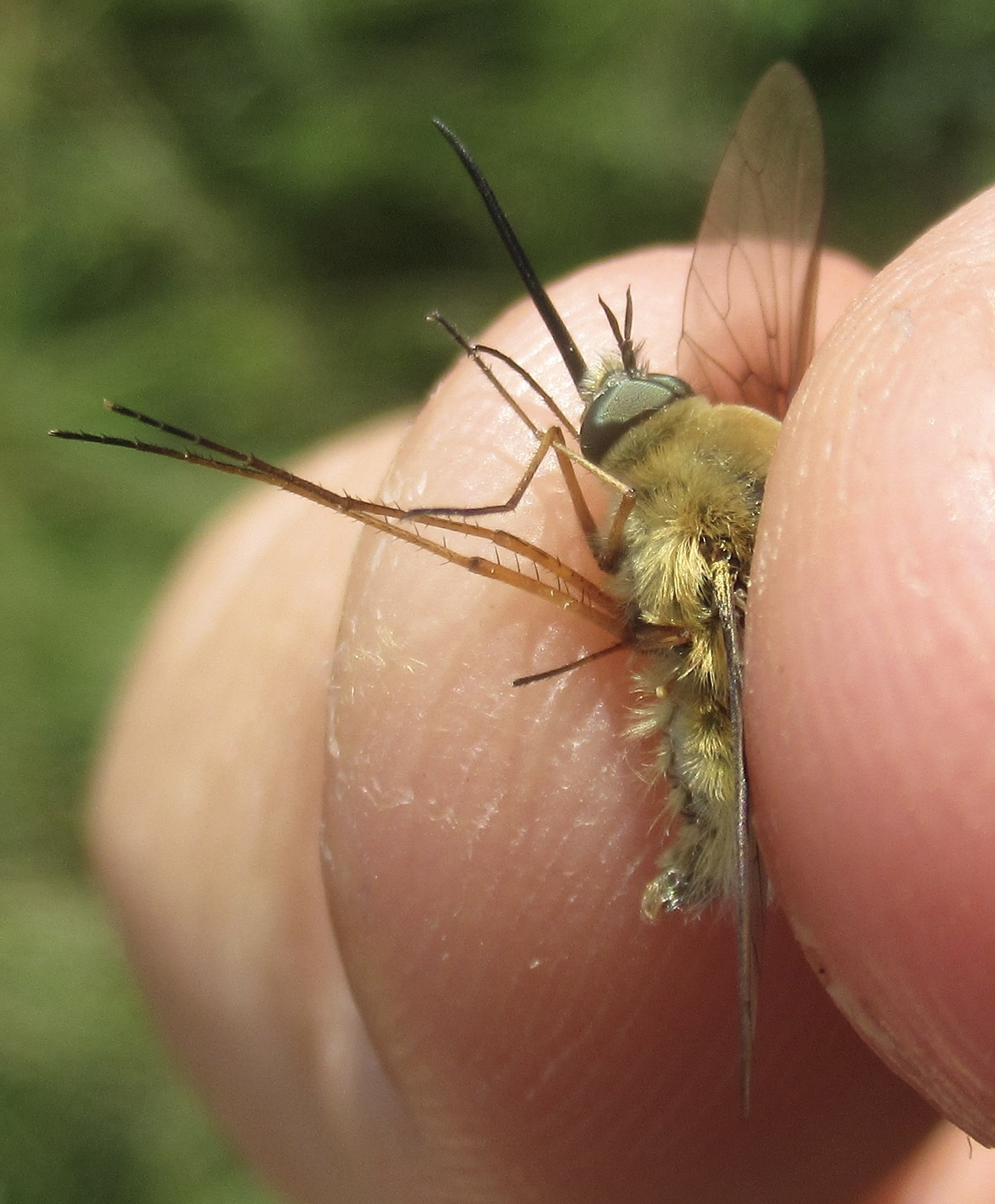 Bombylius posticus
