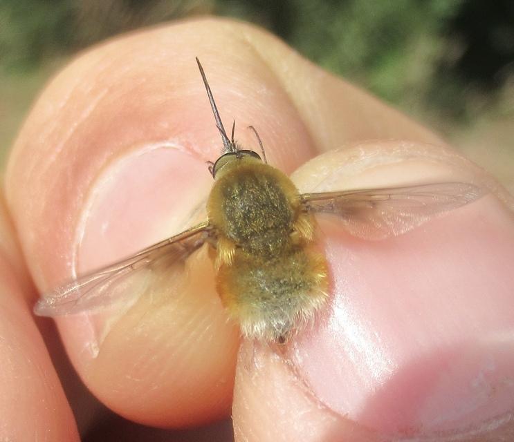 Bombylius posticus