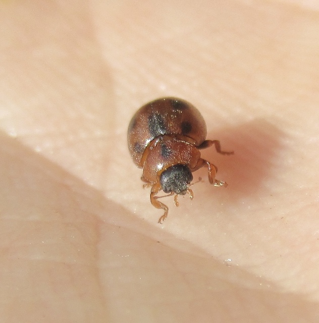 Cynegetis impunctata - pázsitfűböde