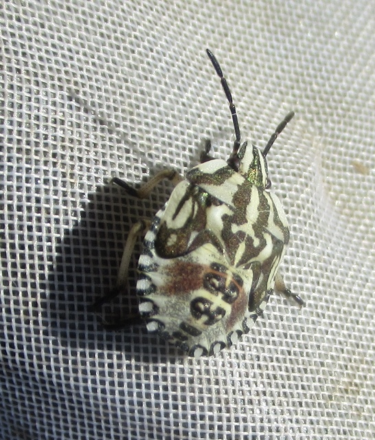Carpocoris Carpocoris