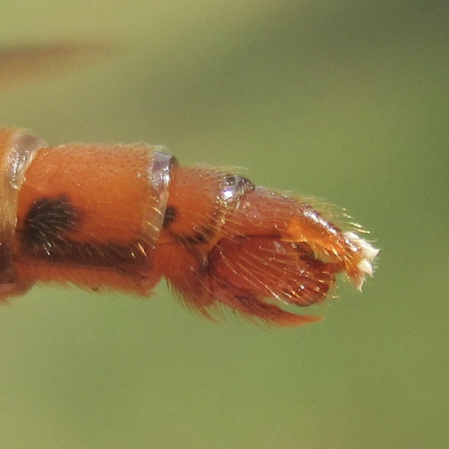 Stenopogon sabaudus