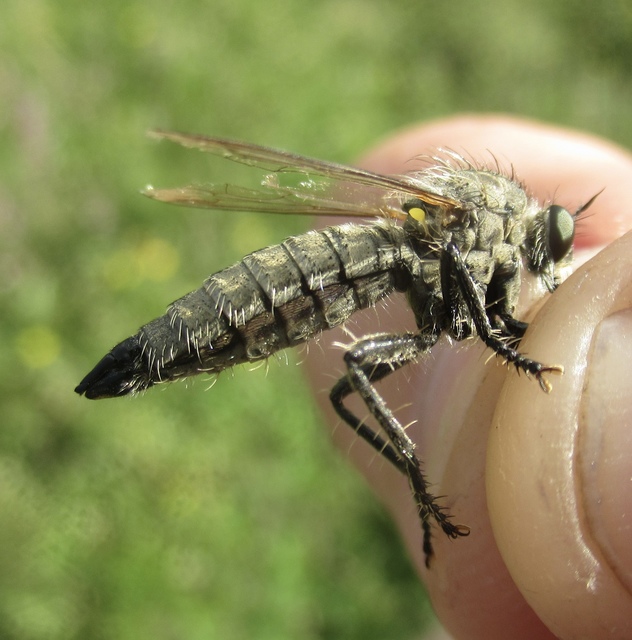 Dysmachus praemorsus