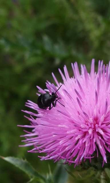 Podonta nigrita - szerecsenbogár