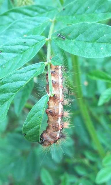 sóska-szigonyosbagoly - Acronicta rumicis