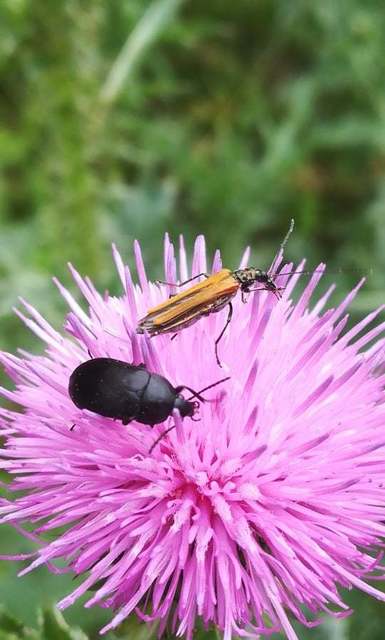 Oedemera femorata - sárgahátú álcincér