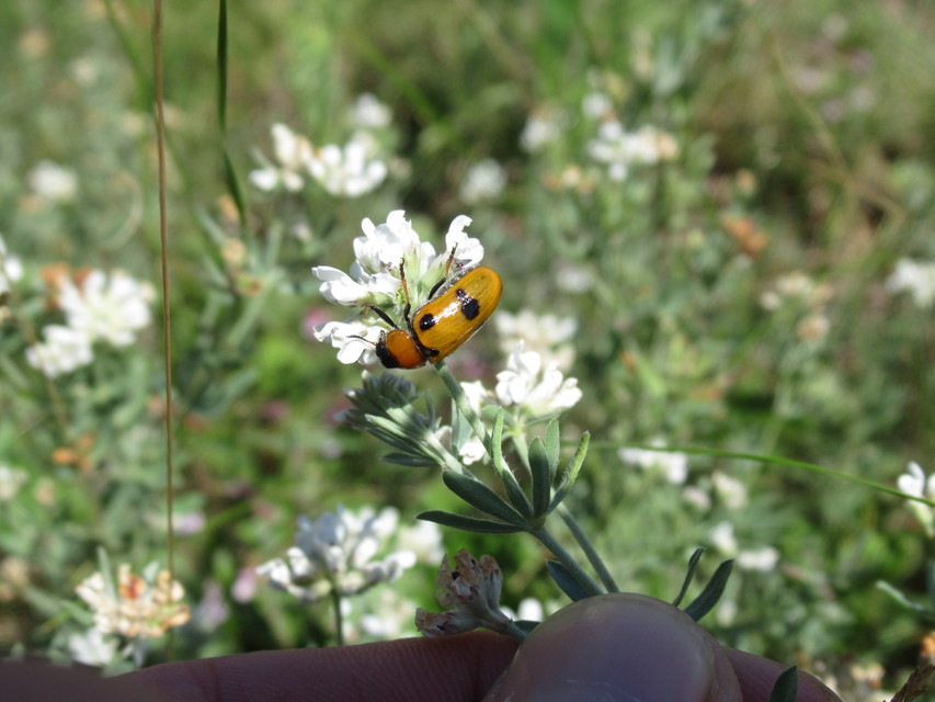 Tituboea macropus - dárdahere-zsákhordóbogár