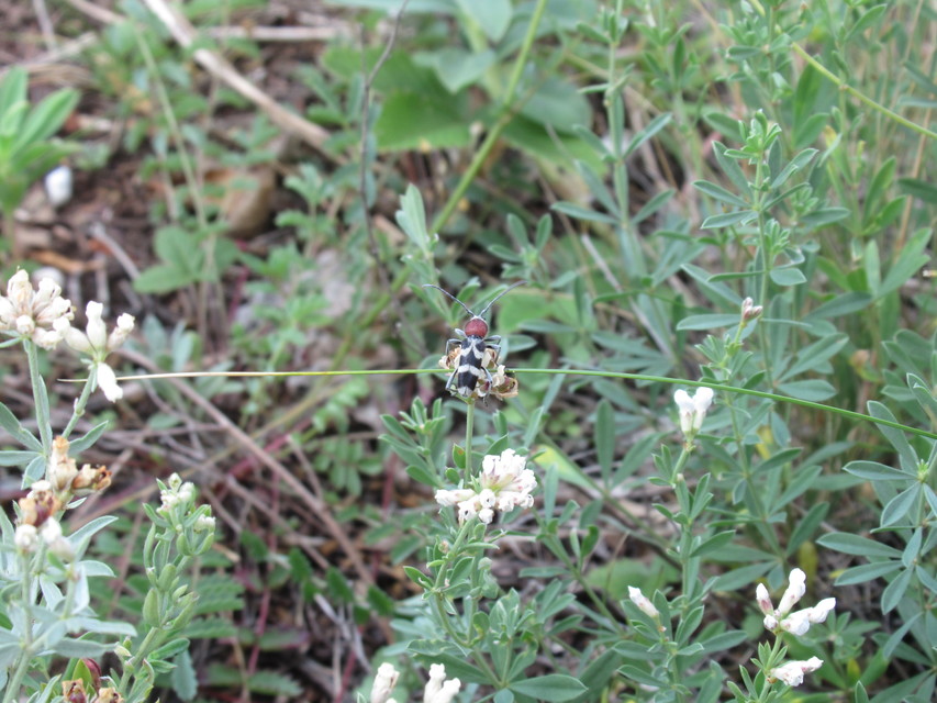 Chlorophorus hungaricus - magyar darázscincér
