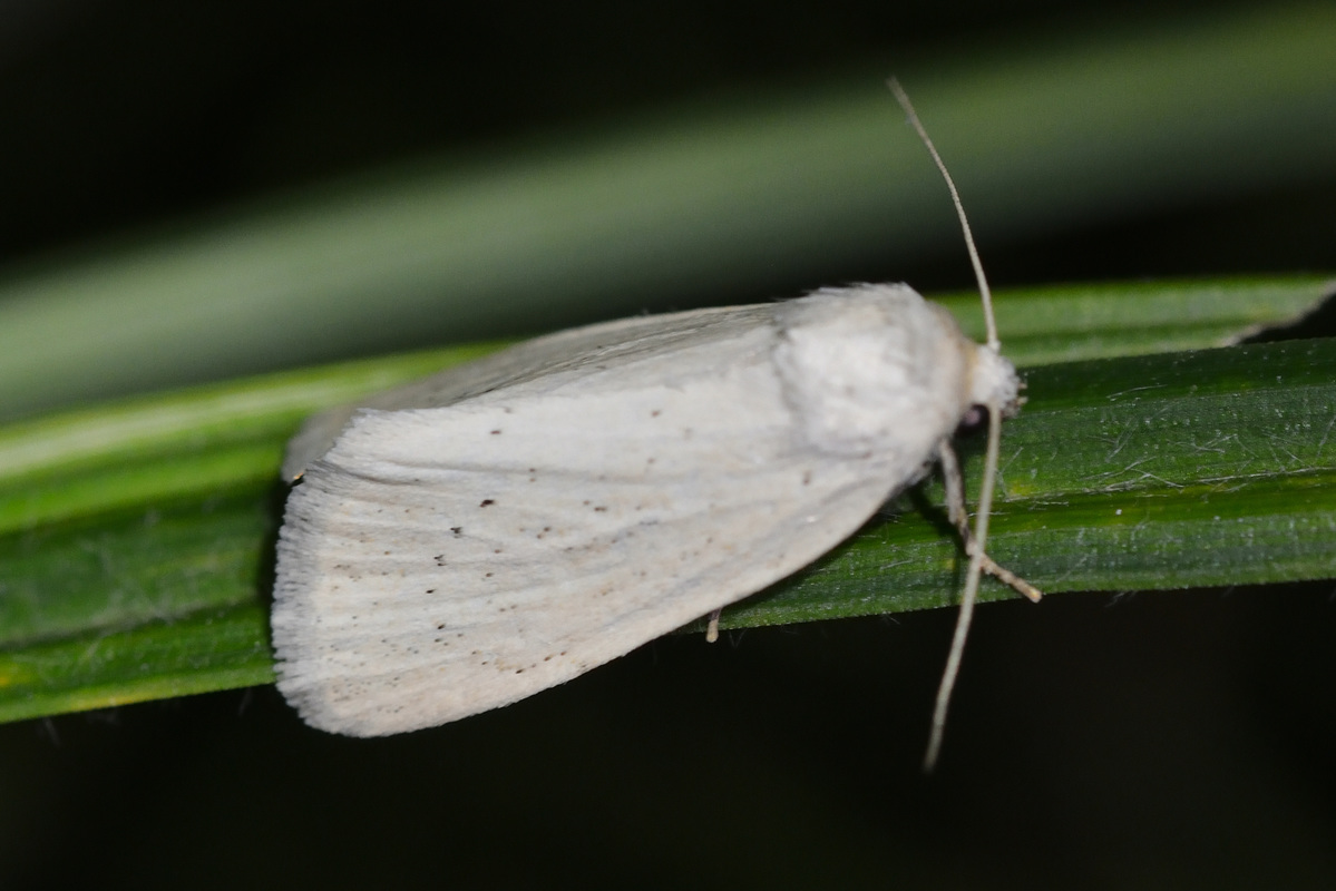 Photedes morrisii - szürkésfehér sásbagoly