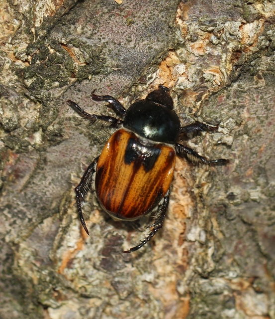 Anisoplia austriaca - osztrák szipoly