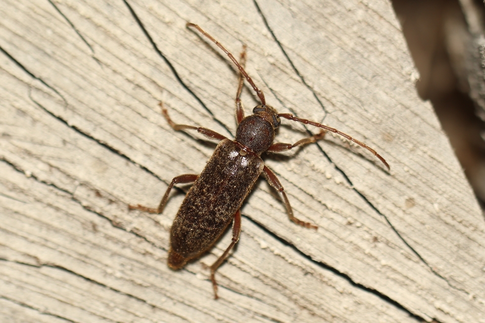 Trichoferus campestris - szállóvendég éjicincér