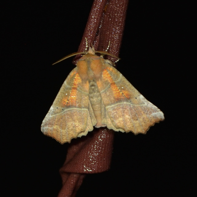 Scoliopteryx libatrix - vörös csipkésbagoly