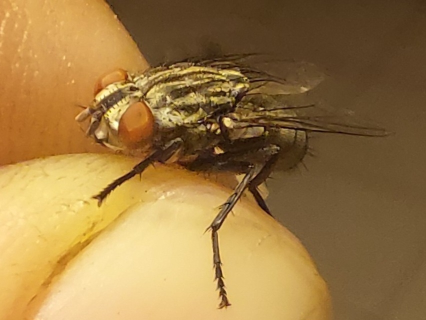 Sarcophagidae - húslégyfélék