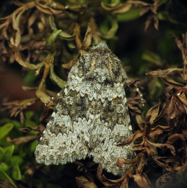 Hecatera dysodea - parajbagoly