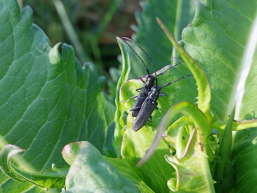 Agapanthia viti