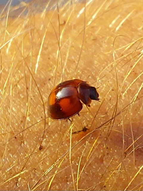 Exochomus quadripustulatus - négyfoltos szerecsenkata