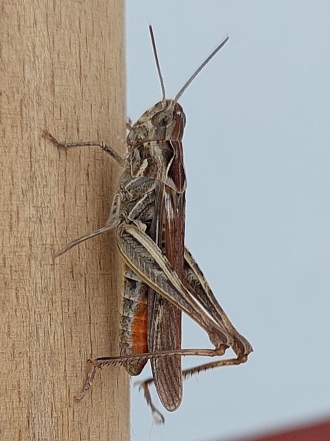Chorthippus (Glyptobothrus) (subgenus)