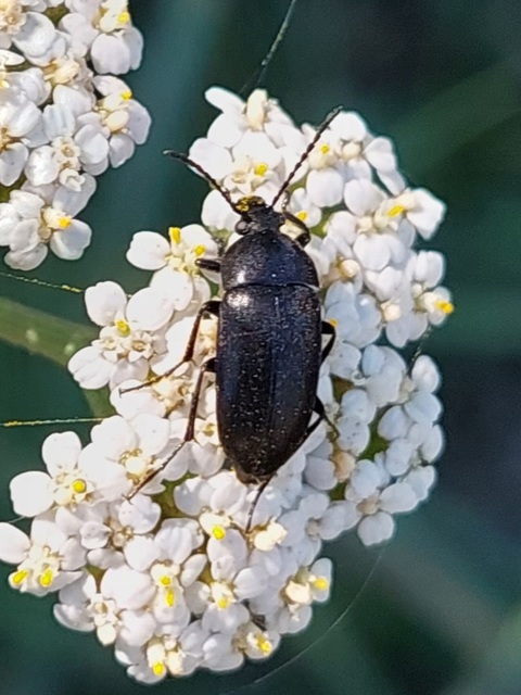 Podonta nigrita - szerecsenbogár