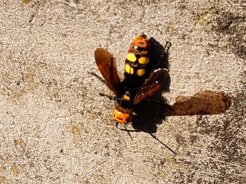 Megascolia maculata - óriás-tőrösdarázs