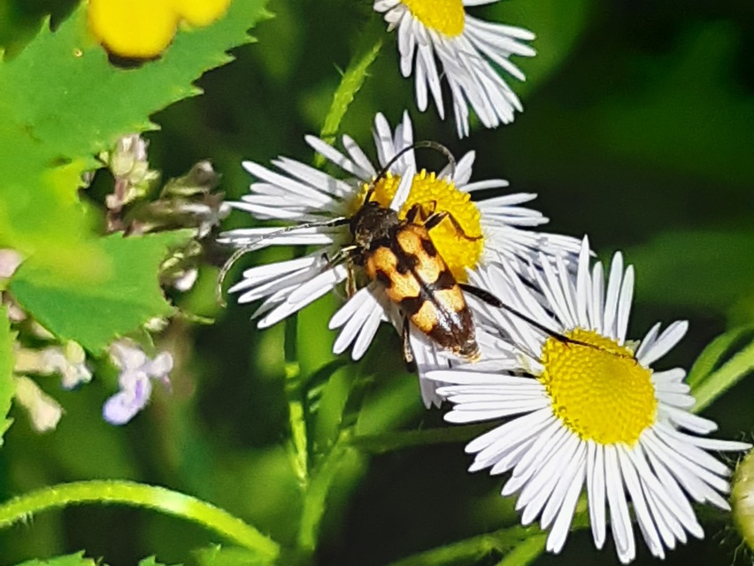 Pachytodes erraticus - rajzos virágcincér