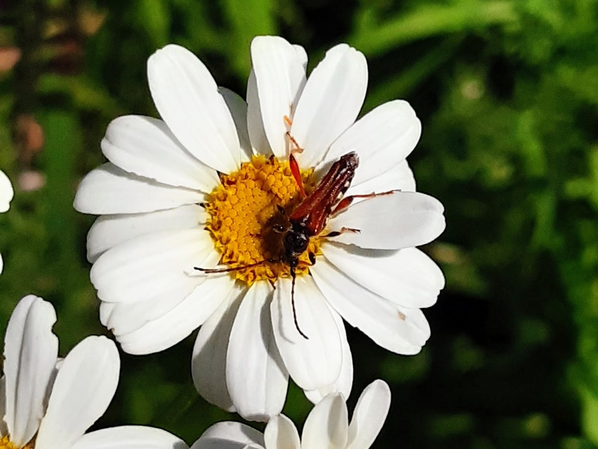 Stenopterus rufus - tarkacsápú keskenyfedőscincér