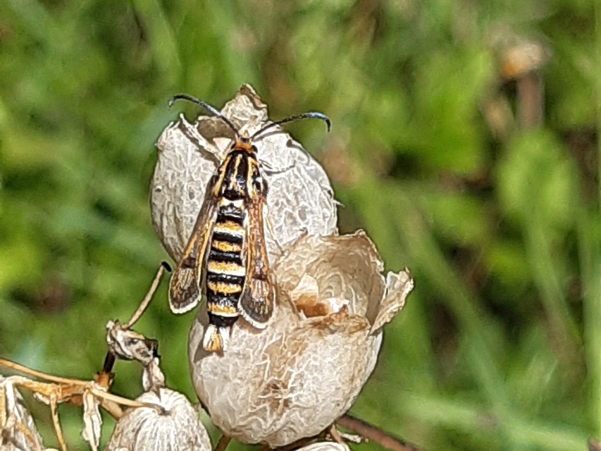 Sesiidae - szitkárfélék